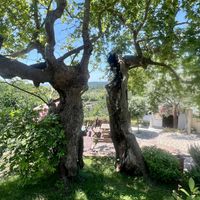 Split tree outside of the resistant   at Garden Organic Restaurant in Kruje