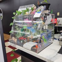  at Cocina Plantosaurus in Charles Town