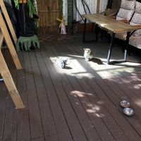 Mom and kittens (not friendly) on front porch 🥰 at Cafe Beanteum in Seoul