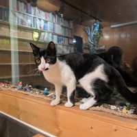 New resident kitty! at Cafe Beanteum in Seoul