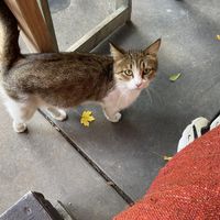   at Kchuch Restaurant in Dilijan