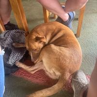 Street dog that came to hang out at El Rincon Colombiano in El Valle De Anton