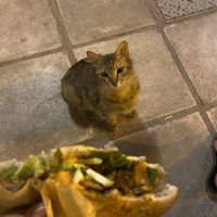 Salentina Mushrooms vegan  at Salento in Thessaloniki