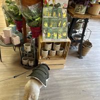 Sniff out the gifting opportunities  at Laughing Dog in Brighton