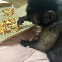   at Cottage Inn Pizza in Okemos