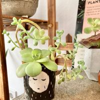 Cute interior! 🥰 at REVIV in Malaga