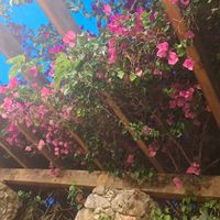  at Green Frog in Zakynthos