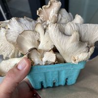 Oyster mushrooms   at Long Beach Southeast Farmers Market in Long Beach