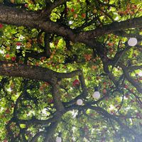   at Cafe de Sol in Sombor