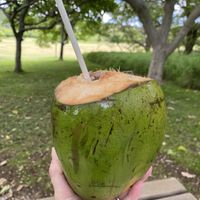 Fresh coconut   at Honolulu Pineapple Co in Honolulu