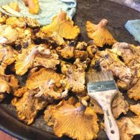 Cleaning freshly harvested chanterelles. at Julia's Vegetarian Restaurant in Pacific Grove