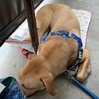 Dog friendly at Bouldin Creek Cafe in Austin