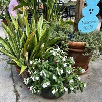 Flowers  at Eola General in Orlando