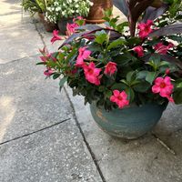 Scenery  at Eola General in Orlando