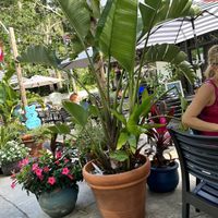 Umbrellas, trees and flowers provide some shade   at Eola General in Orlando