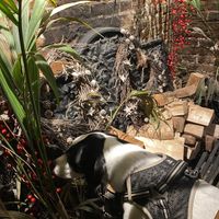 Happy dog #Veganuary at Dog & Partridge in Bury St Edmunds