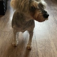 A dog!  at Vege To Coffee in Tokyo