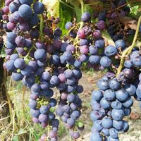 Grapes are nearly ripe at Bordeaux Wine Trails - Wine tours in Bordeaux
