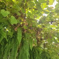  at Hayfields in North Salem