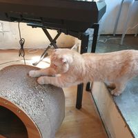 cat friendly at Green Nap in Seoul