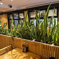Indoor plants include a forest of snake plants (lule shpata in Albanian- sword flower!) at Crust n Crumb in Pristina