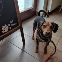 Pet friendly at BUNT Bistro in Cluj-napoca