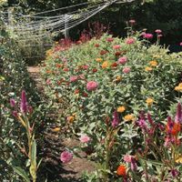 the gardens out back  at Sierra Nevada Brewing Co. in Fletcher