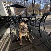 Dog friendly patio  at The Nose Dive in Greenville