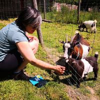 Friendly goats 🐐😊 at Spoke Cycles CC in Welwyn