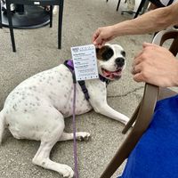 Doggie menu   at Skoog's Pub & Grill in Utica