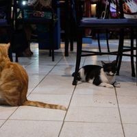 Cats at Ahora Si in Samara