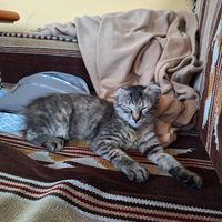 Kitten Luna at Tsnim in Kamnik