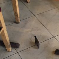 A little bird flew into the (open door) restaurant! :-) at Hanabi in New York City