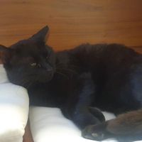 Tierische Gesellschaft (wie fast überall in den Städten) at Lifeboxtr in Kas