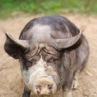  at Aux Colibris de Brenael in Hambye