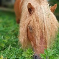  at Aux Colibris de Brenael in Hambye