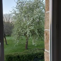 Le poirier en fleurs 🤩 at Aux Colibris de Brenael in Hambye