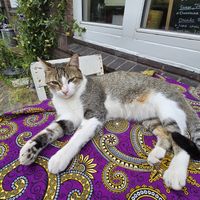 Carlos the housecat at Little World Kitchen in Utrecht