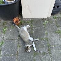   at Little World Kitchen in Utrecht