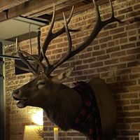 Gross at White Rabbit Gastropub in Frederick