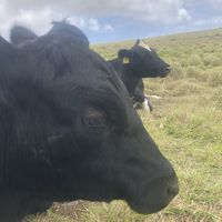 Sweet boy 💜   at Big Island Farm Sanctuary in Naalehu