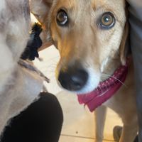 Lola!  at Nourish Plant Kitchen in Harrogate