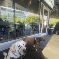 Dog friendly patio  at PlantPub in Cambridge