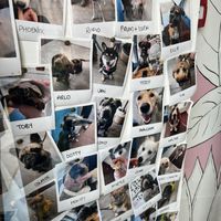 Wall of dogs   at Babyfaced Baker in Edinburgh