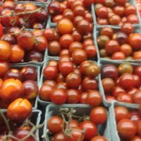 A dozen or more different kinds of tomatoes. at Central Market in San Antonio