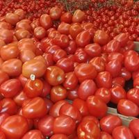 Romas! at Central Market in San Antonio