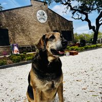 Dog friendly-outdoor seating & games  at 44 & KING in Myrtle Beach