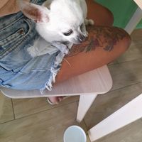 Pet-friendly at Bancha in Portimao