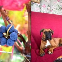 Gaïa our brand ambassador  at Château des Arras in Saint Gervais