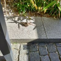 Spatzen im Außenbereich sind fast immer da :) at Bäckerei Konditorei Wolf in Stadtbergen